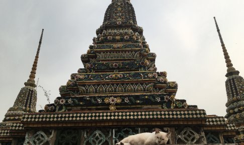 寺と猫