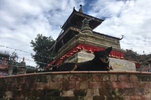 犬と寺院